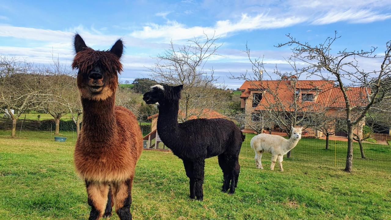 Hotel 3 Alpacas La Campa Eksteriør billede