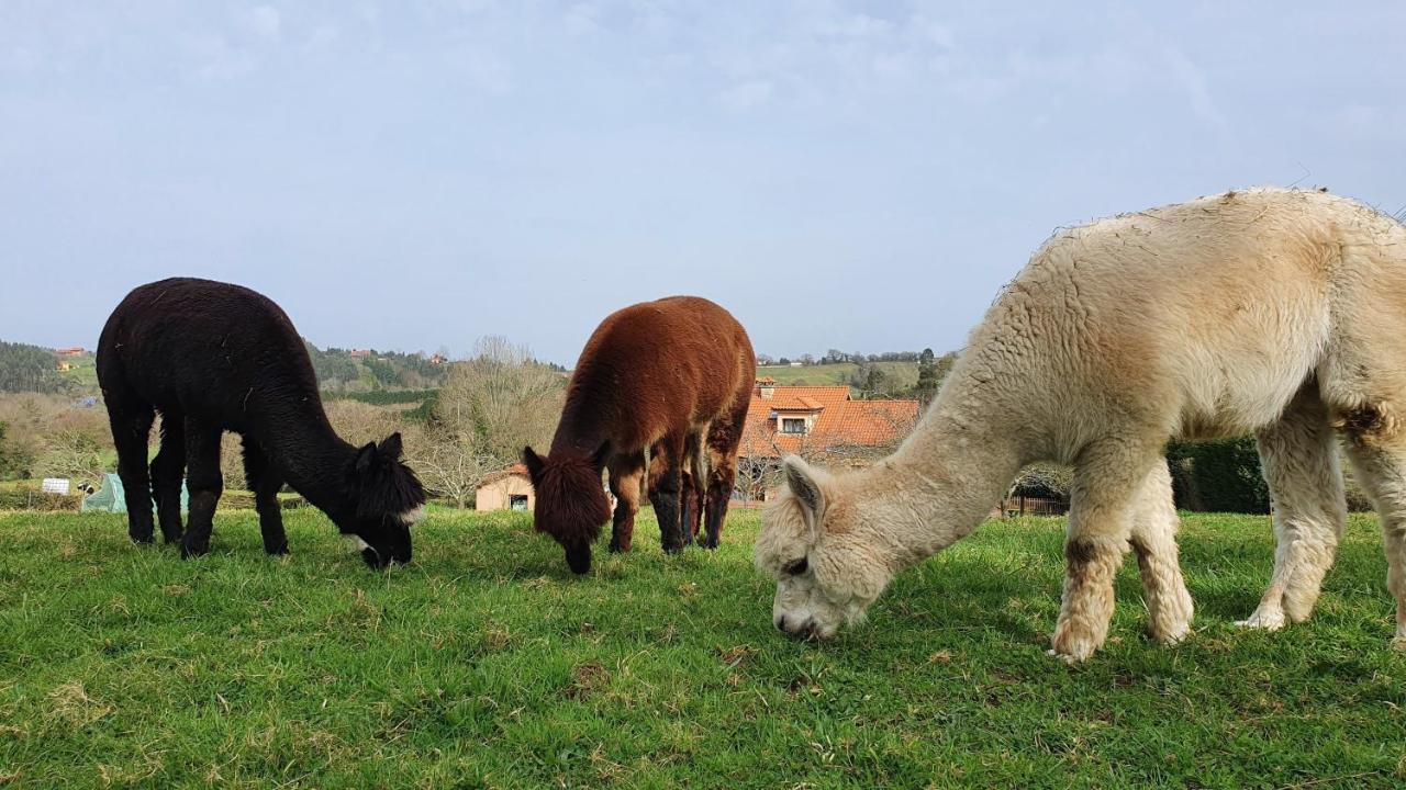Hotel 3 Alpacas La Campa Eksteriør billede