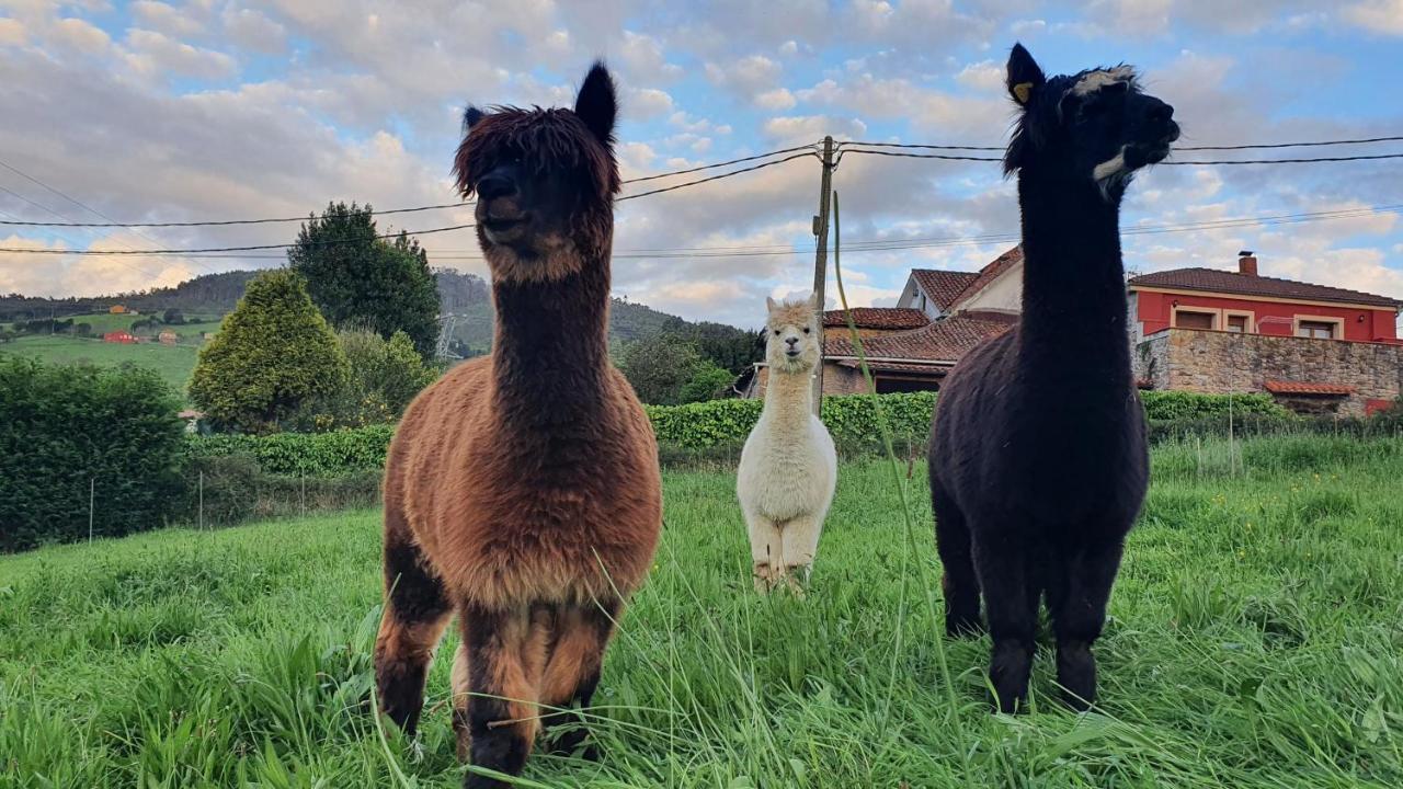 Hotel 3 Alpacas La Campa Eksteriør billede
