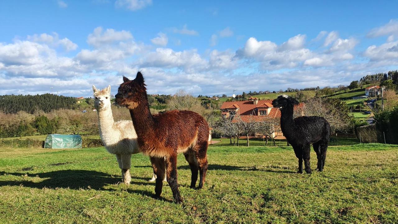 Hotel 3 Alpacas La Campa Eksteriør billede