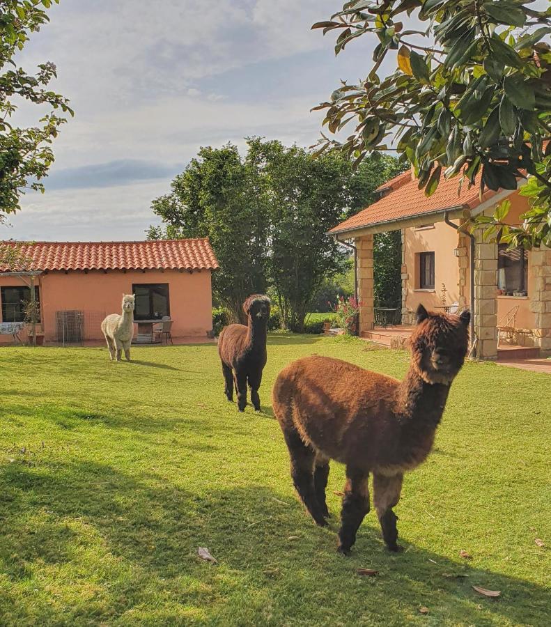 Hotel 3 Alpacas La Campa Eksteriør billede