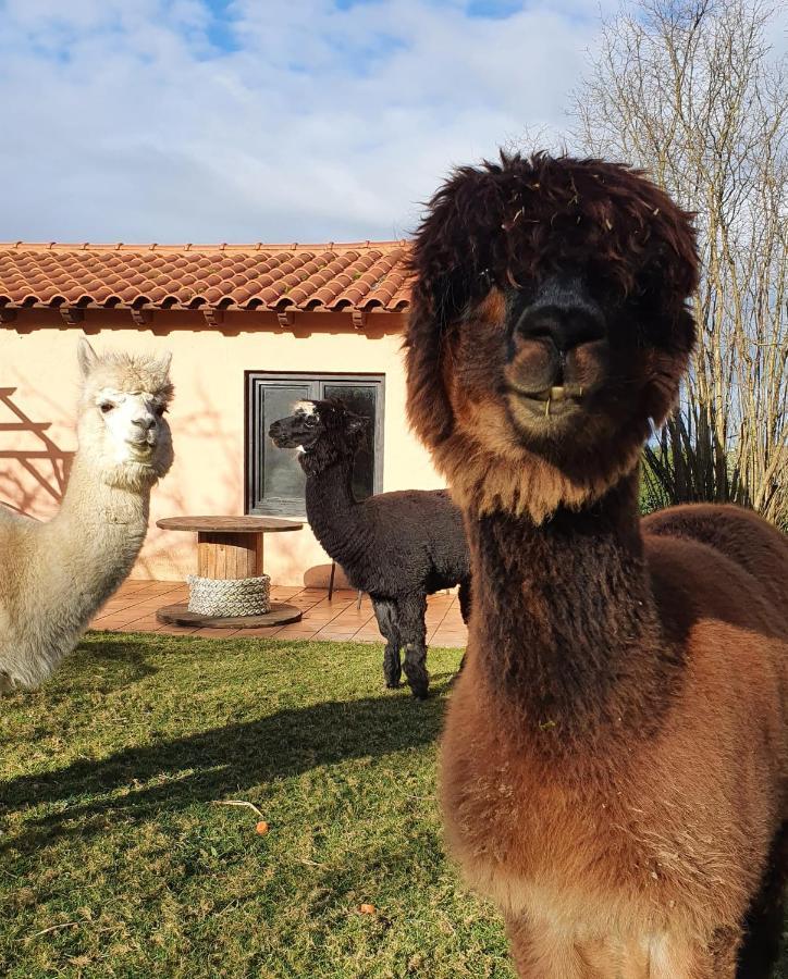 Hotel 3 Alpacas La Campa Eksteriør billede