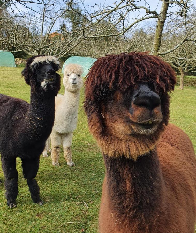 Hotel 3 Alpacas La Campa Eksteriør billede