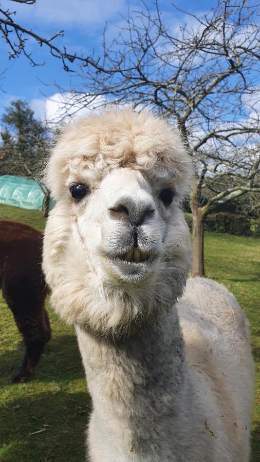 Hotel 3 Alpacas La Campa Eksteriør billede