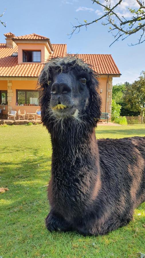 Hotel 3 Alpacas La Campa Eksteriør billede