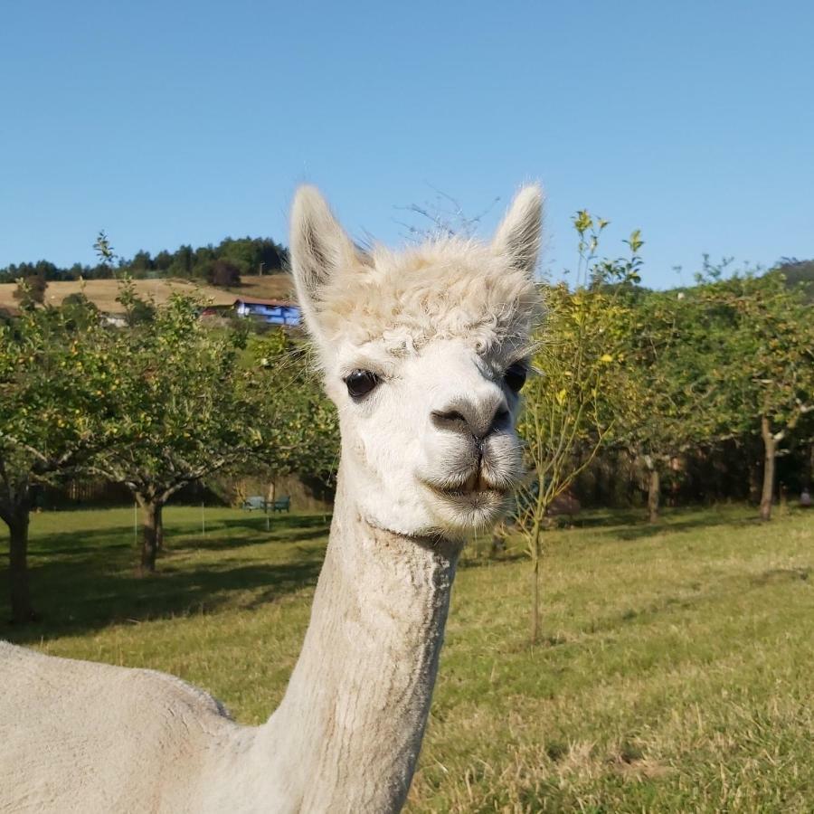 Hotel 3 Alpacas La Campa Eksteriør billede